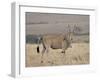 Common Eland with Red-Billed Oxpecker, Masai Mara National Reserve, Kenya, Africa-James Hager-Framed Photographic Print