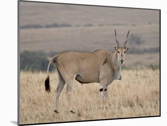 Common Eland with Red-Billed Oxpecker, Masai Mara National Reserve, Kenya, Africa-James Hager-Mounted Photographic Print