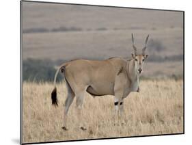 Common Eland with Red-Billed Oxpecker, Masai Mara National Reserve, Kenya, Africa-James Hager-Mounted Photographic Print