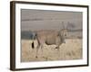 Common Eland with Red-Billed Oxpecker, Masai Mara National Reserve, Kenya, Africa-James Hager-Framed Photographic Print