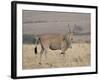 Common Eland with Red-Billed Oxpecker, Masai Mara National Reserve, Kenya, Africa-James Hager-Framed Photographic Print