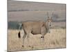 Common Eland with Red-Billed Oxpecker, Masai Mara National Reserve, Kenya, Africa-James Hager-Mounted Photographic Print