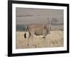 Common Eland with Red-Billed Oxpecker, Masai Mara National Reserve, Kenya, Africa-James Hager-Framed Photographic Print