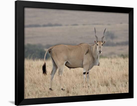 Common Eland with Red-Billed Oxpecker, Masai Mara National Reserve, Kenya, Africa-James Hager-Framed Photographic Print