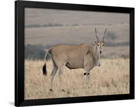 Common Eland with Red-Billed Oxpecker, Masai Mara National Reserve, Kenya, Africa-James Hager-Framed Photographic Print