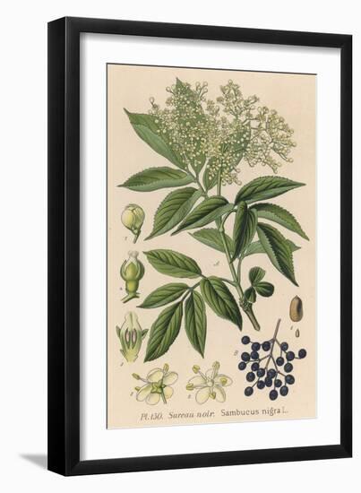 Common Elder-null-Framed Art Print