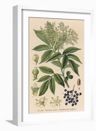 Common Elder-null-Framed Art Print