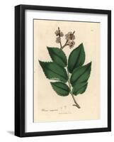 Common Elm Tree, Ulmus Campestris-James Sowerby-Framed Giclee Print