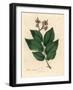 Common Elm Tree, Ulmus Campestris-James Sowerby-Framed Giclee Print