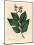 Common Elm Tree, Ulmus Campestris-James Sowerby-Mounted Giclee Print