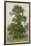 Common Elm-null-Framed Art Print