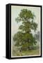 Common Elm-null-Framed Stretched Canvas