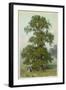 Common Elm-null-Framed Art Print