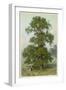 Common Elm-null-Framed Art Print