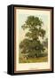 Common Elm-W.h.j. Boot-Framed Stretched Canvas