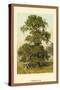 Common Elm-W.h.j. Boot-Stretched Canvas