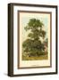 Common Elm-W.h.j. Boot-Framed Art Print