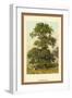 Common Elm-W.h.j. Boot-Framed Art Print