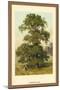 Common Elm-W.h.j. Boot-Mounted Art Print