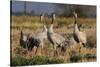 Common - Eurasian Cranes (Grus Grus) Juveniles Calling in Barley Stubble Field at Dawn,Somerset, UK-Nick Upton-Stretched Canvas