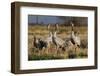 Common - Eurasian Cranes (Grus Grus) Juveniles Calling in Barley Stubble Field at Dawn,Somerset, UK-Nick Upton-Framed Photographic Print