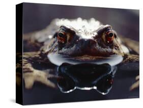 Common European Toad Female Portrait (Bufo Bufo) in Water, England-Chris Packham-Stretched Canvas