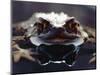 Common European Toad Female Portrait (Bufo Bufo) in Water, England-Chris Packham-Mounted Premium Photographic Print