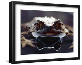 Common European Toad Female Portrait (Bufo Bufo) in Water, England-Chris Packham-Framed Photographic Print