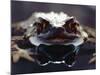 Common European Toad Female Portrait (Bufo Bufo) in Water, England-Chris Packham-Mounted Photographic Print
