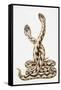 Common European Viper (Vipera Berus), Viperidae, Drawing-null-Framed Stretched Canvas