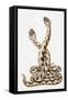 Common European Viper (Vipera Berus), Viperidae, Drawing-null-Framed Stretched Canvas