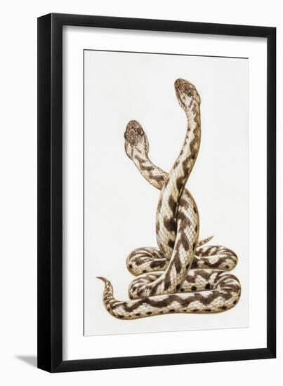 Common European Viper (Vipera Berus), Viperidae, Drawing-null-Framed Giclee Print