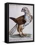 Common Falcon known as Milano (Falco Vulgo in Etruria Milano)-null-Framed Stretched Canvas