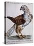 Common Falcon known as Milano (Falco Vulgo in Etruria Milano)-null-Stretched Canvas