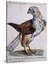 Common Falcon known as Milano (Falco Vulgo in Etruria Milano)-null-Stretched Canvas