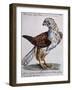 Common Falcon known as Milano (Falco Vulgo in Etruria Milano)-null-Framed Giclee Print