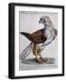 Common Falcon known as Milano (Falco Vulgo in Etruria Milano)-null-Framed Giclee Print