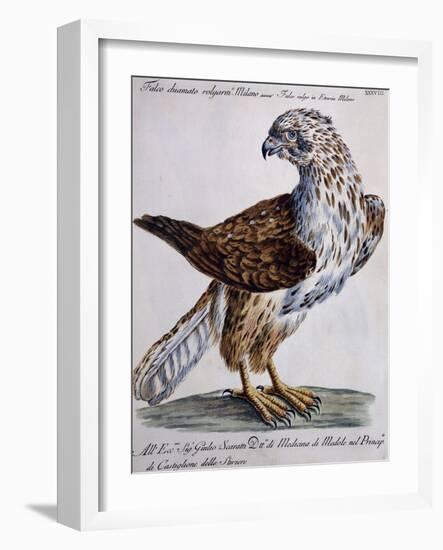 Common Falcon known as Milano (Falco Vulgo in Etruria Milano)-null-Framed Giclee Print
