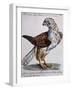 Common Falcon known as Milano (Falco Vulgo in Etruria Milano)-null-Framed Giclee Print