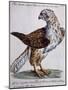 Common Falcon known as Milano (Falco Vulgo in Etruria Milano)-null-Mounted Giclee Print