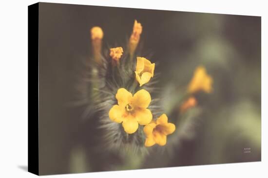 Common Fiddleneck II-Nathan Larson-Stretched Canvas