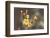 Common Fiddleneck II-Nathan Larson-Framed Photographic Print