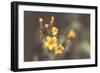 Common Fiddleneck II-Nathan Larson-Framed Photographic Print