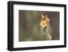 Common Fiddleneck-Nathan Larson-Framed Photographic Print