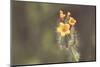 Common Fiddleneck-Nathan Larson-Mounted Photographic Print