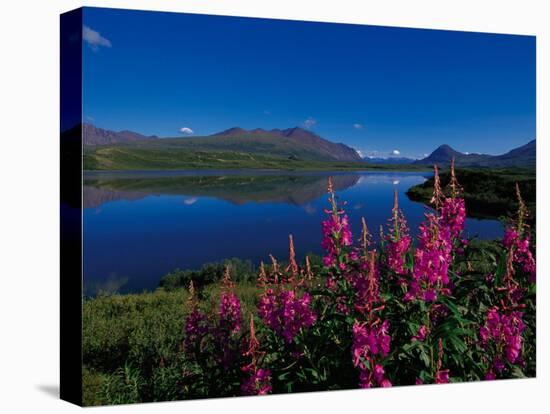 Common Fireweed in the Alaska Range, Alaska, USA-Dee Ann Pederson-Stretched Canvas