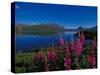 Common Fireweed in the Alaska Range, Alaska, USA-Dee Ann Pederson-Stretched Canvas