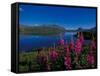 Common Fireweed in the Alaska Range, Alaska, USA-Dee Ann Pederson-Framed Stretched Canvas