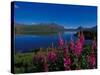 Common Fireweed in the Alaska Range, Alaska, USA-Dee Ann Pederson-Stretched Canvas