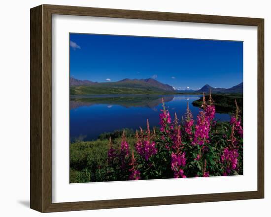 Common Fireweed in the Alaska Range, Alaska, USA-Dee Ann Pederson-Framed Premium Photographic Print